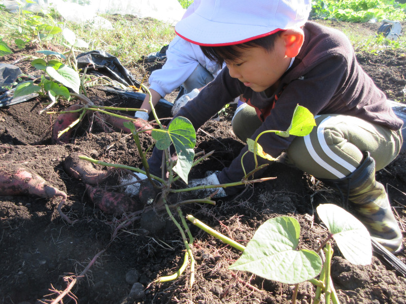 1028２年サツマイモ